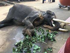 Chained, beaten, whipped and exploited like slaves: The hidden horrors meted out to India's temple elephants 