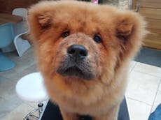 Free Bungle: Chow chow puppy returned to owners after being seized under Dangerous Dogs Act for ‘nibbling’ police officer’s hand