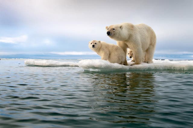 Svalbard, 
Norvège:
A mother Polar 
bear and her two 
young cubs are 
migrating north, 
as the sea ice 
melts quicker than 
previous years. 