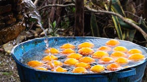 Chefchaouen,
Morocco:
Perfect newly
picked oranges
were everywhere
in Chefchaouen,
Maroc.