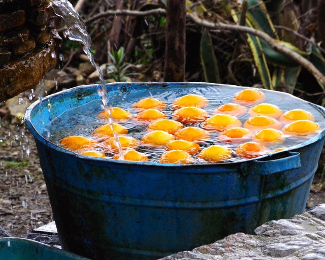 Chefchaouen, 
Morocco:
Perfect newly
picked oranges 
were everywhere 
in Chefchaouen, 
Maroc.