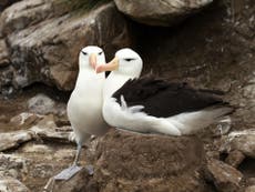 Albatross ‘divorce’ rates up due to climate change, 研究は見つけます