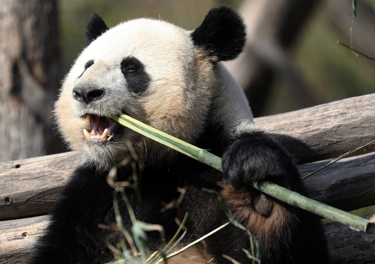 It’s black and white: Scientists finally work out secrets behind giant panda colours