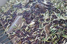 Millions of songbirds vacuumed to death every year during Mediterranean olive harvest