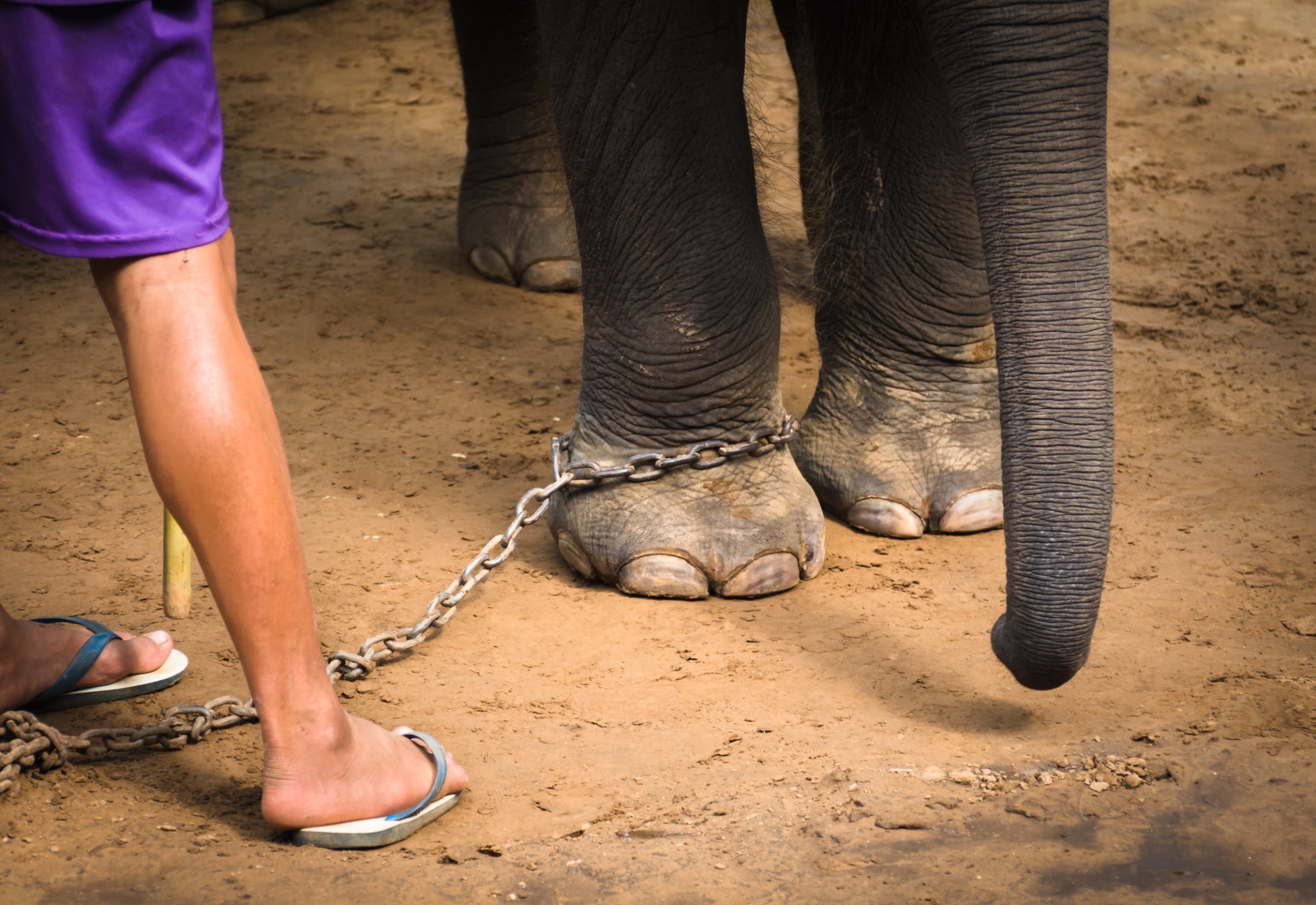 Нога человеческая Слоновья