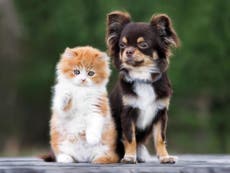 Lucy’s Law: What is it and how does it protect puppies and kittens?