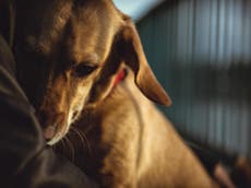 People should think twice before getting pets during lockdown, animal charities warn