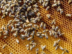 World Bee Day: Are we ignoring biodiversity risks in the same way we ignored the pandemic? 