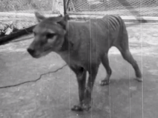 Last known video of Tasmanian Tiger from 1935 released