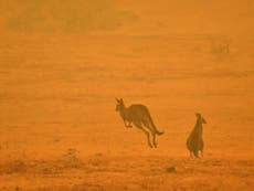 3 billion animals harmed in ‘Black Summer’ Australian bushfires