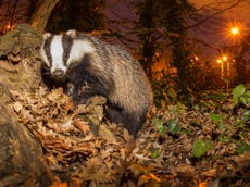 Badger cull: Jane Goodall, top scientists and ex-government advisers issue personal plea to Boris Johnson to halt expansion