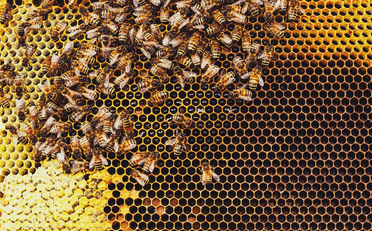 Honeybees socially distance when hive is under threat from parasites, study finds