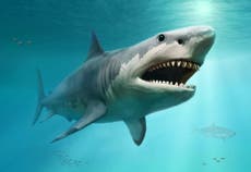 Megalodon may have been killed off by great white sharks, estudo sugere