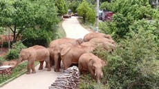Elephant from China’s wandering herd is taken back to reserve by authorities