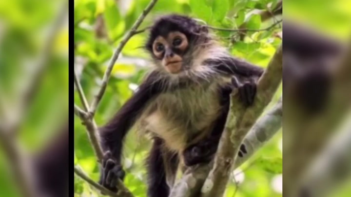 Monkey killed in Mexico cartel shootout remembered by song