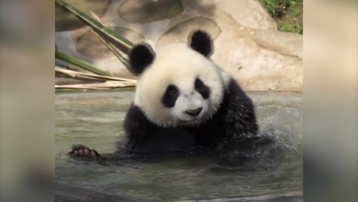 Adorable panda cub enjoys splashing around in pool at Chinese zoo