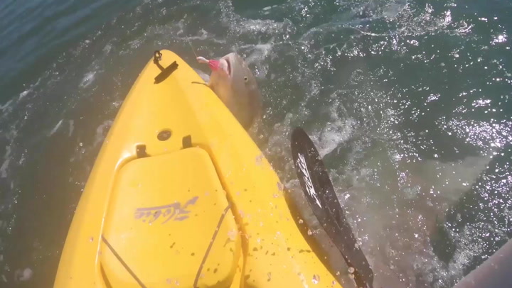 Eight foot long bull shark rams kayaker’s boat