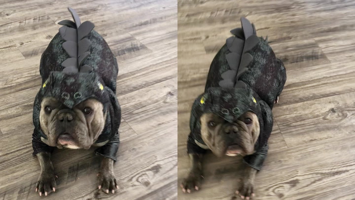Pragtige Franse Bulldog dra dinosouruskostuum vir Halloween