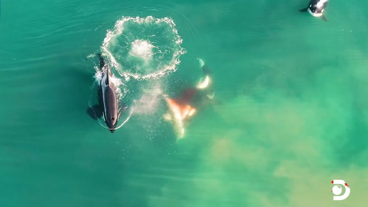 Orca whales kill great white shark and eat its liver in ‘world-first’ footage