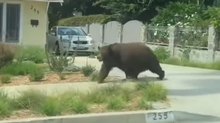 California: Black bear walks along Los Angeles street