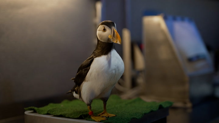 ‘Puffin patrol’: Remote Icelandic community fighting to save puffin chicks