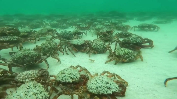 康沃尔: 数百只蜘蛛蟹聚集在度假热点海岸的浅水中