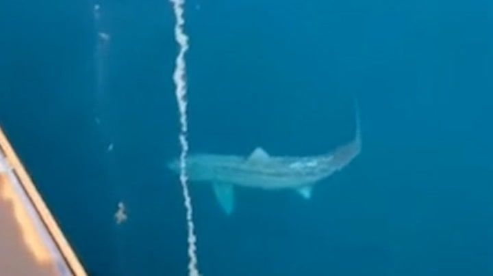 Unbelievably large shark circles tourist ship in the Atlantic