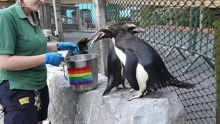 Gay penguins at Welsh zoo celebrate pride month