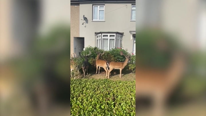 Herd of deer casually snack on bushes in Havering front garden