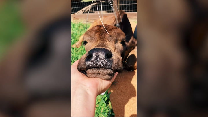 Texas rehabilitation ranch gives cows ‘spa days’