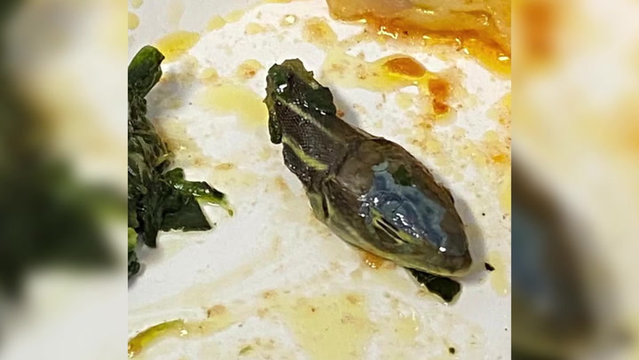 ‘Severed snake head’ found in in-flight meal on plane