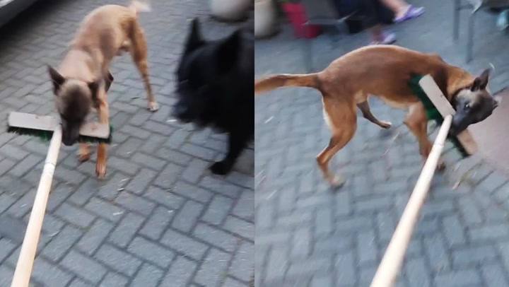 Hilarious moment Belgian Shephard tries to 'help' owner with sweeping