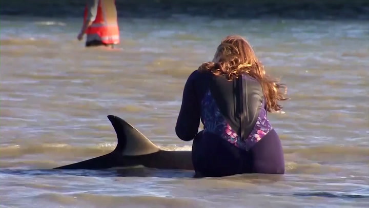 ボランティアがニュージーランドでバケツとタオルを使って座礁したイルカを救うために駆けつけます