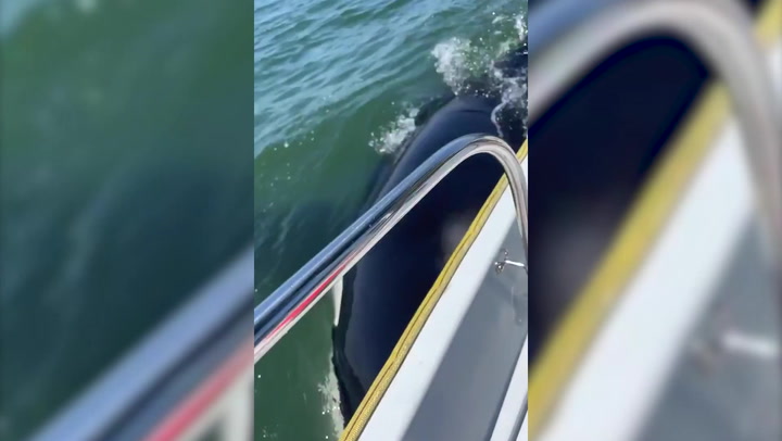 Watch the moment an orca whale swims alongside a tourist's boat in Washington