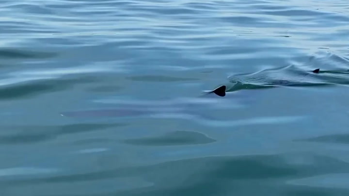Shark swims metres from boat on Pembrokeshire coast