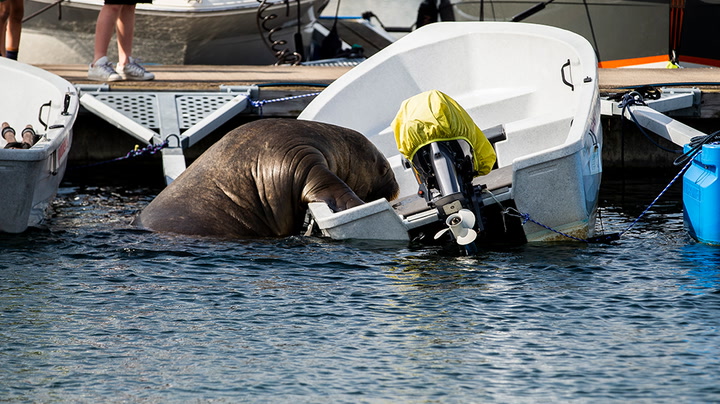 Freya the walrus nearly sinks boat while trying to sunbathe in Oslo