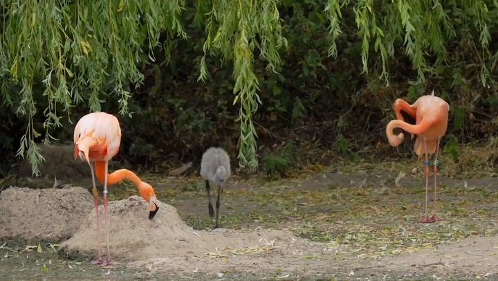 Flamingo parents raise abandoned chick at UK zoo