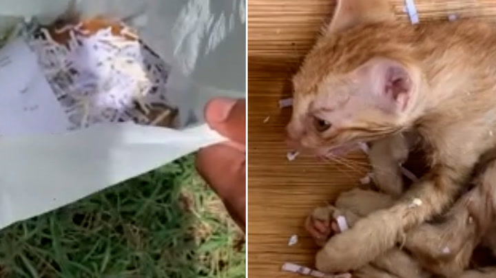 Hero passerby saves abandoned kitten after finding it dumped in plastic bag