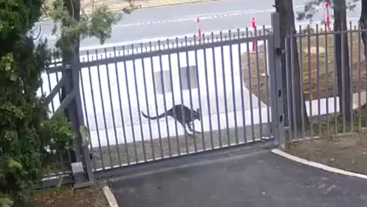 袋鼠企图闯入俄罗斯驻澳大利亚大使馆