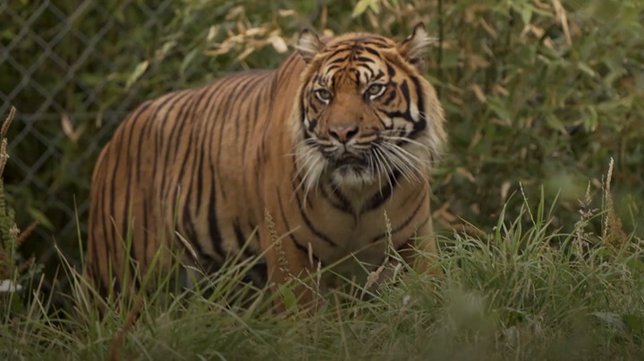 Rare male tiger arrives at Chester Zoo to help save his species