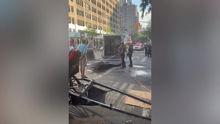 Nova york: Police hose down horse that collapsed pulling carriage in sweltering heat