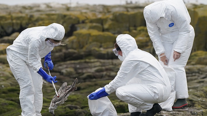 Bird flu outbreak causing devastation on Farne Islands, National Trust warns