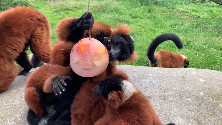 Red ruffed lemurs enjoy frozen treats at safari park as heatwave hits UK