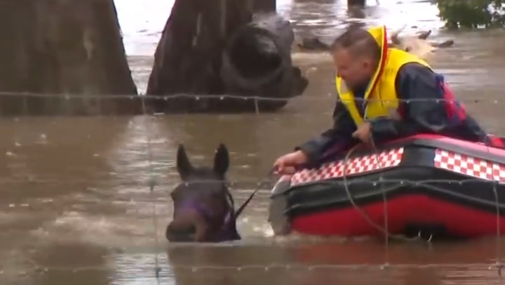Farm animals rescued from deep water in Sydney floods