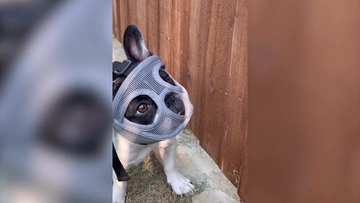  ‘Hannibull-dog Lecter’: Pup has to wear mask across face to stop her ‘eating grasshoppers