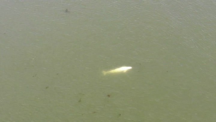  ‘Lost’ beluga whale swims in Seine river towards Paris as rescue crews monitor Arctic animal