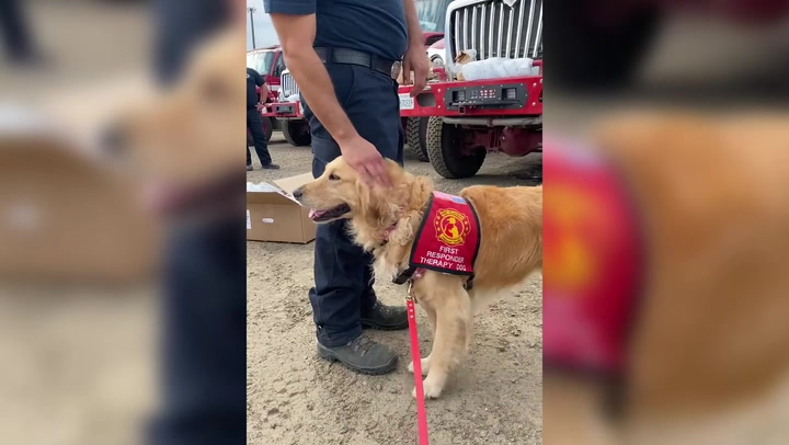 Therapy dog boosts moral among firefighters battling raging Oak Fire in California