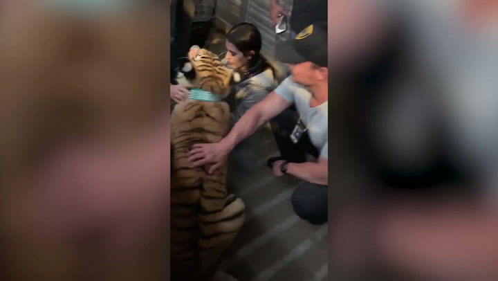 Houston police recover missing tiger after a week of searching