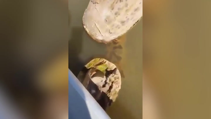 Anaconda leaps out of water and bites tour guide in Brazil