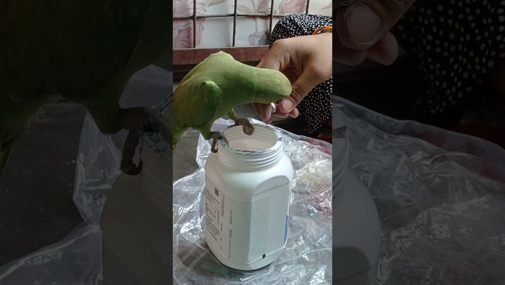 Clever parrot dips into bottle of vitamins to feed tablets to owner